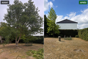 Photo de galerie - Abattage d’un grand arbre 