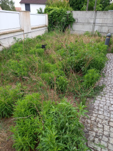 Photo de galerie - Tonte de pelouse - Débroussaillage