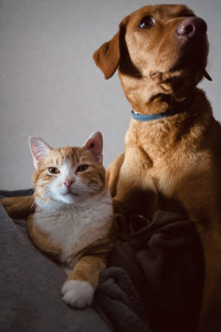 Photo de galerie - Entre chat et chien