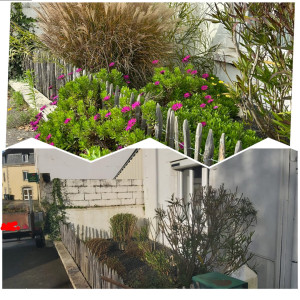 Photo de galerie - Taille de haies et d'arbustes