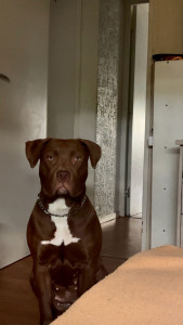 Photo de galerie - Voici ma chienne Pandora, une adorable Bully XL 
