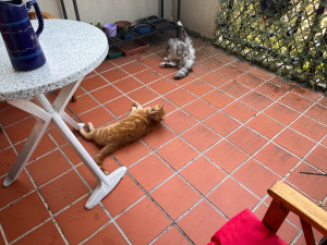 Photo de galerie - Garde chat