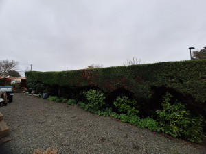 Photo de galerie - Réalisation de taille de haies