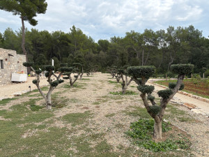 Photo de galerie - Taille d’oliviers