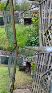 Photo de galerie - Débroussaillage d’un petit jardin à poule prêt à accueillir à nouveau des petites poulettes 