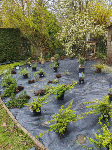 Photo de galerie - Création de massif avec bâche, plantation de plantes/arbustes, suivi d'un recouvrement en copeaux de bois. 