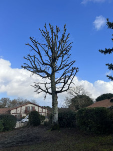 Photo de galerie - Taille d'un arbre après 