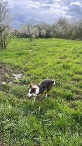 Photo de galerie - Promenades chien