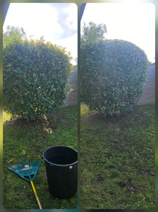 Photo de galerie - Taille arbuste 