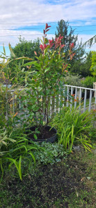 Photo de galerie - Paysagiste - Aménagement du jardin