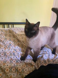 Photo de galerie - Garde de Rocco, professionnel du câlin et de la distribution de poils 