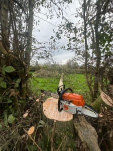 Photo de galerie - Abattage d’arbre 