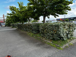 Photo de galerie - Taille de haies et d'arbustes