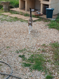 Photo de galerie - Garde chat