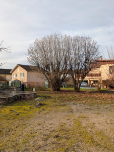 Photo de galerie - Elagage et coupe d'arbres