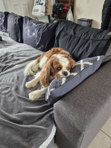 Photo de galerie - Garde chien