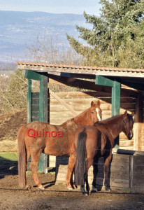 Photo de galerie - Voici le cheval que je monte lors de mes cours d'équitation. 