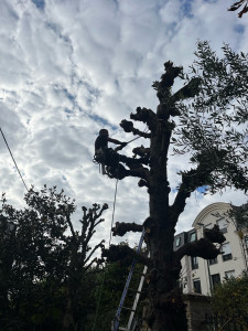 Photo de galerie - Elagage et coupe d'arbres