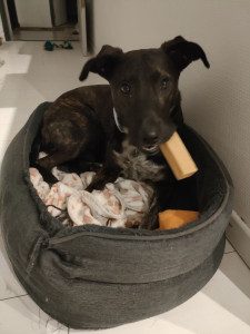 Photo de galerie - Garde chien