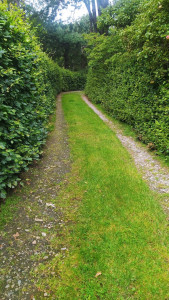 Photo de galerie - ’ai nettoyé et tondu un chemin pour lui redonner un aspect propre et bien entretenu. 