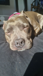 Photo de galerie - Garde de chien 