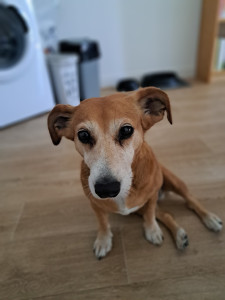 Photo de galerie - Garde chien