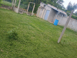 Photo de galerie - Tonte
