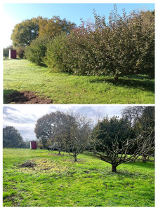 Photo de galerie - Taille de haies et d'arbustes