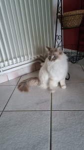 Photo de galerie - En garde chez elle, un amour de minette!