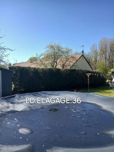 Photo de galerie - Taille de haies et d'arbustes