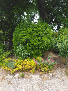 Photo de galerie - Taille d'un arbuste 