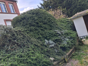 Photo de galerie - Taille de haies et d'arbustes