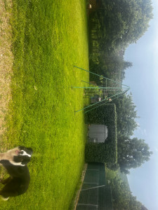 Photo de galerie - Tonte et taille