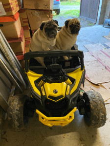 Photo de galerie - Garde chien