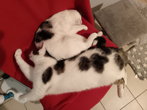 Photo de galerie - Mes chats 