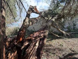 Photo de galerie - Elagage et coupe d'arbres