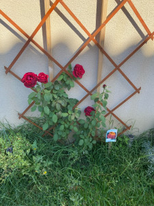 Photo de galerie - Travaux jardinage ou autres 