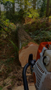 Photo de galerie - Abattage d’arbre 