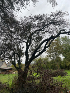 Photo de galerie - Travaux élagage d’arbres 