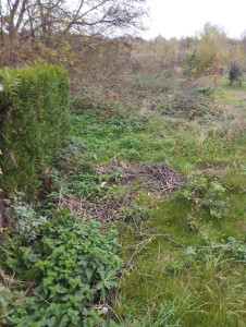 Photo de galerie - Tonte de pelouse - Débroussaillage