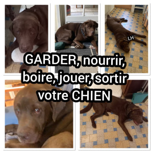 Photo de galerie - GARDER, nourrir, boire, jouer, sortir votre CHIEN