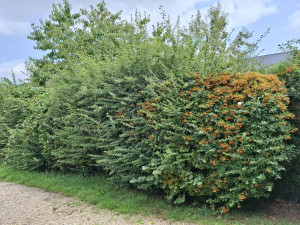 Photo de galerie - Taille de haie avant