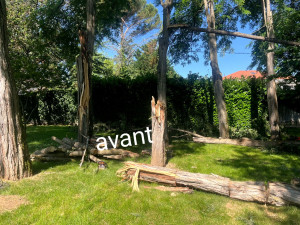 Photo de galerie - Elagage et coupe d'arbres