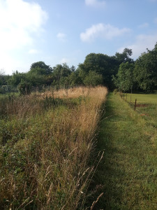 Photo de galerie - Avant débroussaillage