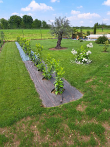 Photo de galerie - Paysagiste - Aménagement du jardin