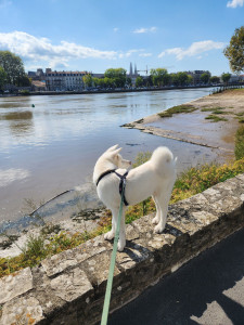 Photo de galerie - L'heure de la promenade pour Haku