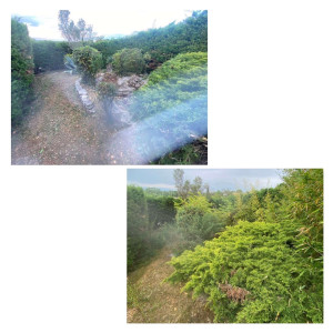 Photo de galerie - Taille de l’ensemble du jardin pour rafraichir,avant et après 