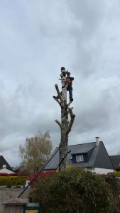Photo de galerie - Abattage d’un bouleau 
