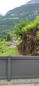 Photo de galerie - Taille sévère d'une haie de thuya 