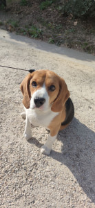 Photo de galerie - J'ai gardé pilou un Beagle de 4 ans pendant 10 jours. Un chien qui avait besoin de beaucoup d'attention que nous avons su lui donner au sein de notre foyer. 